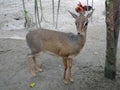 Mouse-deer or local tongue called kancil in cage compound. Royalty Free Stock Photo