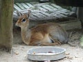 Mouse-deer or local tongue called kancil in cage compound.