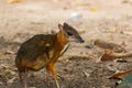 Mouse,deer,Mouse-deer In zoo of Thailand Royalty Free Stock Photo