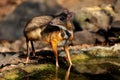 Mouse-deer in natural forest Royalty Free Stock Photo