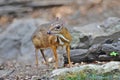 Mouse-deer in natural forest Royalty Free Stock Photo