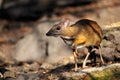 Mouse-deer in natural forest Royalty Free Stock Photo