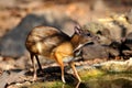 Mouse-deer in natural forest Royalty Free Stock Photo