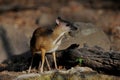 Mouse-deer in natural forest Royalty Free Stock Photo