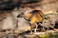 Mouse-deer in natural forest Royalty Free Stock Photo