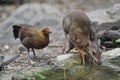 Mouse-deer and Red junglefowl Royalty Free Stock Photo