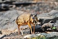 Mouse-deer and Red junglefowl Royalty Free Stock Photo