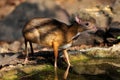 Mouse-deer and Red junglefowl Royalty Free Stock Photo