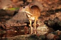 Mouse deer in Thailand Royalty Free Stock Photo