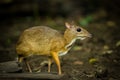 The Mouse deer Royalty Free Stock Photo