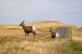 Mouse deer and landscape in Badlands national park in the evening during summer times , South Dakota, United States of America Royalty Free Stock Photo