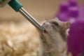 Mouse drinking water Royalty Free Stock Photo