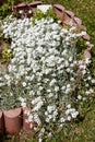 Mouse-ear chickweed (Cerastium) Royalty Free Stock Photo