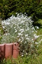 Mouse-ear chickweed (Cerastium) Royalty Free Stock Photo