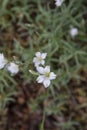 The mouse-ear chickweed plant Royalty Free Stock Photo