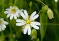 Mouse-ear chickweed Royalty Free Stock Photo