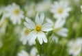 Mouse-ear chickweed Royalty Free Stock Photo