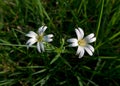 Mouse-ear chickweed Royalty Free Stock Photo