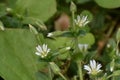 Mouse Ear Chickweed White Flowers Royalty Free Stock Photo