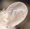 Mouse ear. close-up Royalty Free Stock Photo