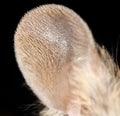 Mouse ear. close-up Royalty Free Stock Photo