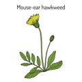 Mouse-ear hawkweed Hieracium pilosella , medicinal plant Royalty Free Stock Photo