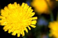 Mouse Ear Hawkweed Royalty Free Stock Photo