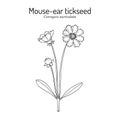 Mouse-ear tickseed Coreopsis auriculata , perennial plant Royalty Free Stock Photo