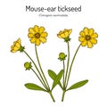 Mouse-ear tickseed Coreopsis auriculata , perennial plant, Royalty Free Stock Photo