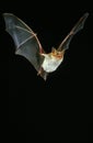 Mouse Eared Bat, myotis myotis, Adult in Flight against Black Background Royalty Free Stock Photo