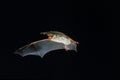 Mouse-Eared Bat, myotis myotis, Adult in Flight against Black background Royalty Free Stock Photo