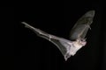 Mouse-Eared Bat, myotis myotis, Adult in Flight against Black Background Royalty Free Stock Photo