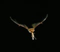 Mouse-Eared Bat, myotis myotis, Adult in Flight, Catching Grasshopper Royalty Free Stock Photo