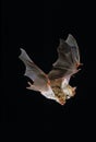 Mouse-Eared Bat, myotis myotis, Adults in Flight against Black background Royalty Free Stock Photo