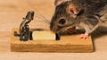Mouse eating cheese on mousetrap, kitchen table background; pest control Royalty Free Stock Photo