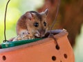 Mouse eating grains out of a bird feeder