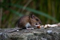 Mouse eating peanuts