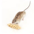 Mouse eats wheat Royalty Free Stock Photo