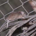 Mouse escalating wire Royalty Free Stock Photo