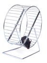 Mouse on an exercise wheel Royalty Free Stock Photo