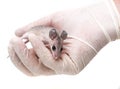 A mouse - experimental animal Royalty Free Stock Photo
