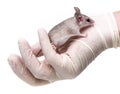 Mouse Royalty Free Stock Photo