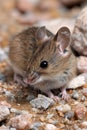 Mouse explores a kitchen floor covered in tiny stones and crumbs Royalty Free Stock Photo