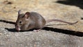 Mouse feeding in house garden.