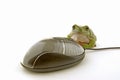 Mouse and frog Royalty Free Stock Photo