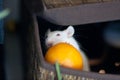 Mouse and fruit. Rat and food. White mouse. light rat