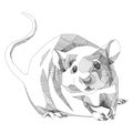 Mouse full figure sketch vector