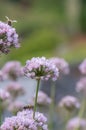 Mouse garlic, Allium angulosum Summer Beauty, flowers with honey bees Royalty Free Stock Photo