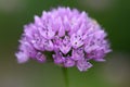 Mouse garlic Allium angulosum with pink flower