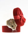 Mouse from the gift box
